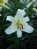 [4170 Hypnose VWS No02.JPG]